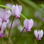 Giftige plant voor katten