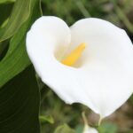 Giftige plant voor katten