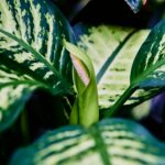 Giftige plant voor de kat