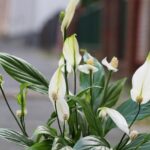 Giftige plant voor katten