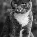 oude kat