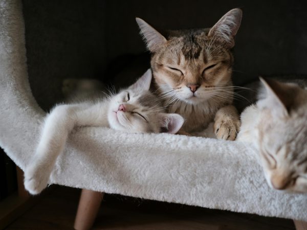 pexels-canaros-2693561