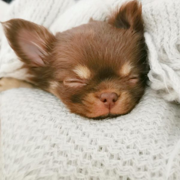 pexels-nadia-dolce-10713885-6684283