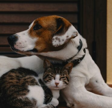 Alles weten over huisdieren? 