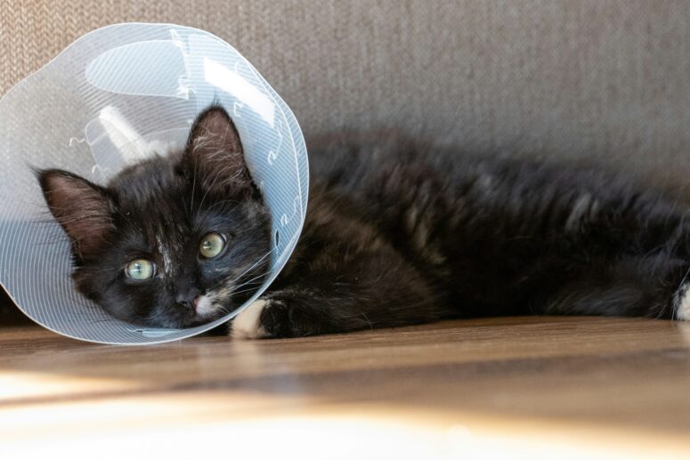 Sterilisatie <br>poes	