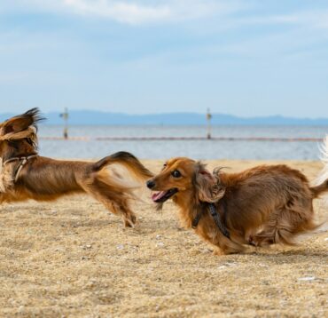 Prive puppy cursus en gedragstrainingen voor uw hond!