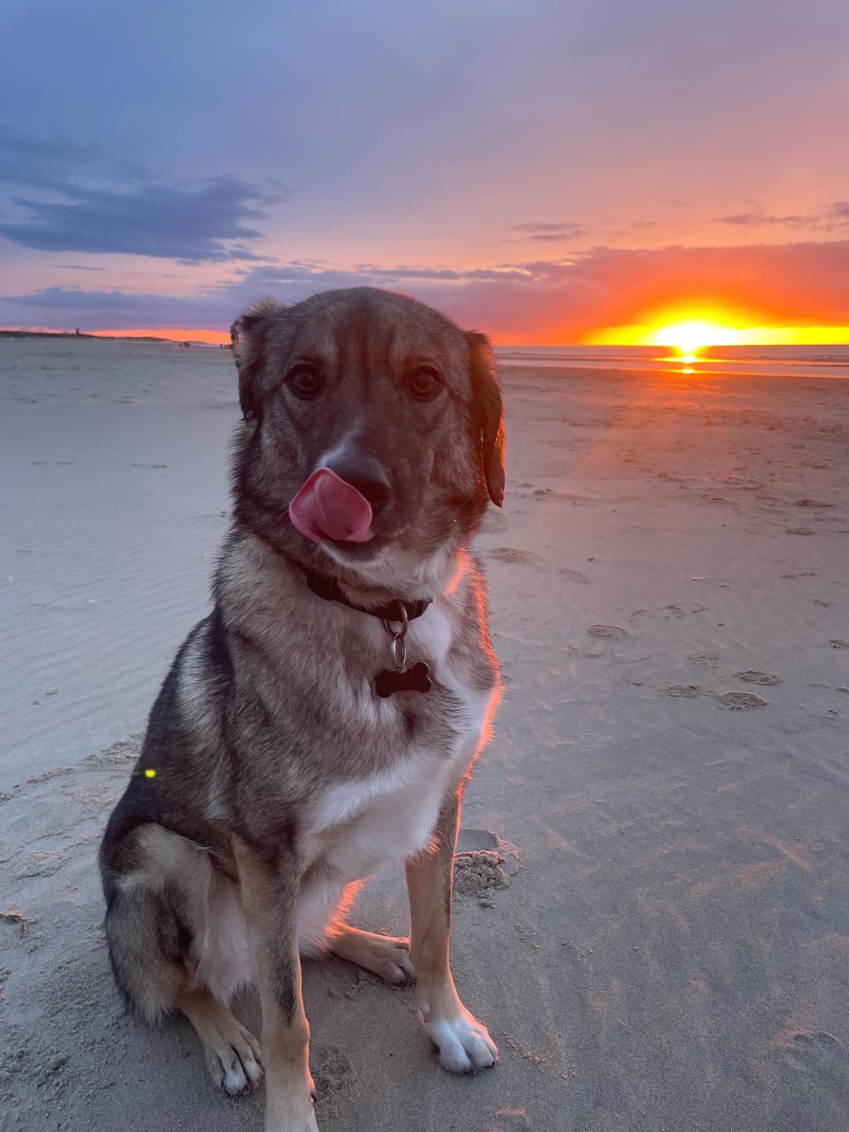 Waarom dierenartsen adviseren om je teefje te laten steriliseren